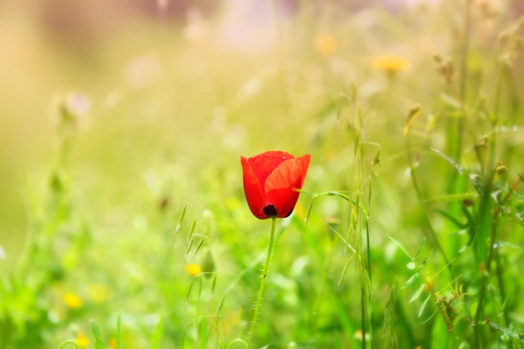 Détox Émotionnelle & Énergétique : Accueillez le Printemps en Douceur ✨🌱 Détox Émotionnelle & Énergétique : Accueillez le Printemps en Douceur ✨🌱